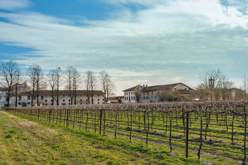 Fototapeta na wymiar Agricultural Landscape with vineyard