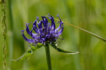 fiore viola