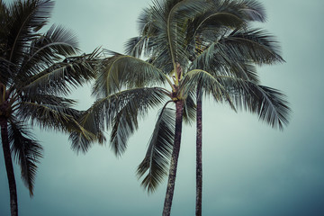 Fototapeta na wymiar Coconut palm in Hawaii, USA.