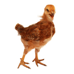 Beautiful chick