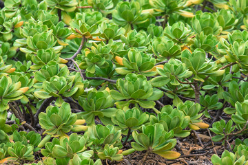 Green plants on Hawaii, USA.