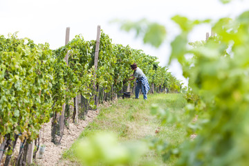 wine harvest in Southern Moravia, Czech Republic