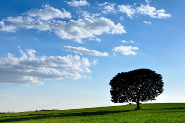 Mirando al Cielo en la Campi&ntilde;a II