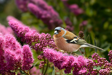 Frühling 297