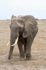 Fototapeta na wymiar Eléphant d'Afrique de face