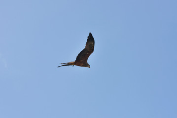aigle royal