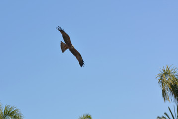 aigle royal