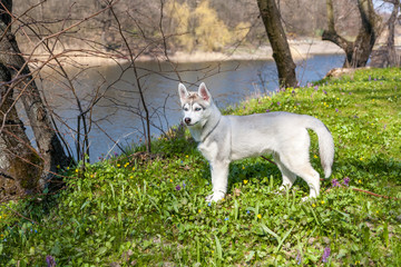 Obraz na płótnie Canvas Portrait of puppy Siberian Husky