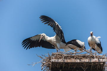 White storks in the nest