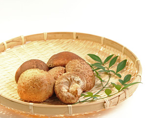 原木栽培の生シイタケ