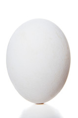 White egg closeup