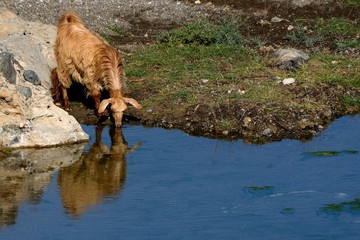 Obraz na płótnie Canvas Goat drinks at the river