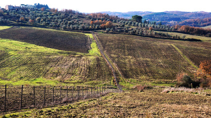 .Wineyard in the winter .....