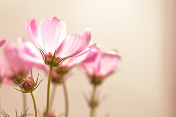 Obraz premium closeup soft focus on the cosmos flowers