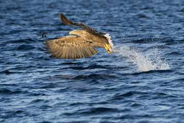 White-tailed eagle (Haliaeetus albicilla) catching fish