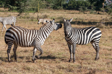 Fototapeta na wymiar Zebras in the grasslands