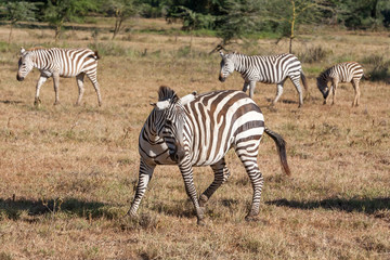 Fototapeta na wymiar Zebras in the grasslands