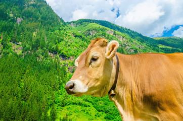 Alpine brown cow on green meadow, Austria