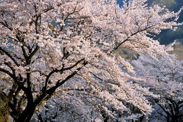 相模湖の桜