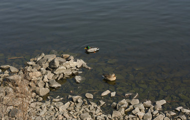 Couple of duck and drake are swimming in the lake photo