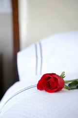 rose on the bed