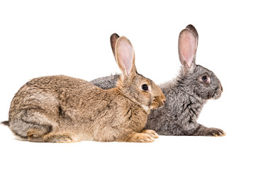 Fototapeta na wymiar Two rabbits sitting together, side view
