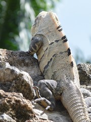 Obraz premium Iguana in Maya Ruinas