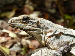 Iguana in Maya Ruinas