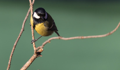 Carbonero (Parus major)