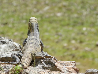 Iguana in Maya Ruinas