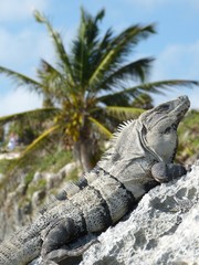 Iguana in Maya Ruinas
