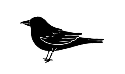Black bird silhouette
