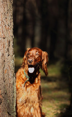 irish seter dog on a walk 