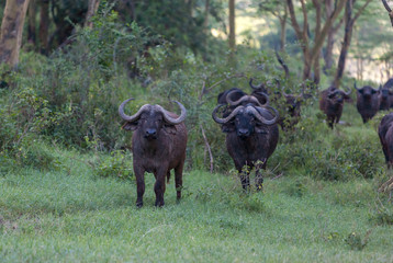 Wild African Buffalos. Kenya, Africa