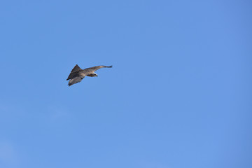 aigle royal