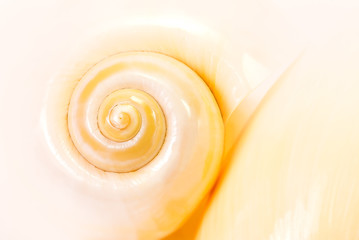 Sea shell