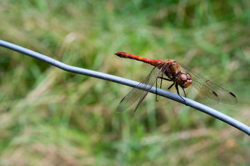 Heidelibelle