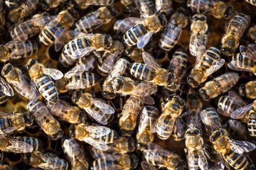 Macro shot of bees swarming on a honeycomb