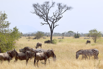Fototapeta na wymiar Blue wildebeests and common zebras