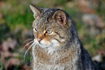 Wildkatze Wildpark Tambach