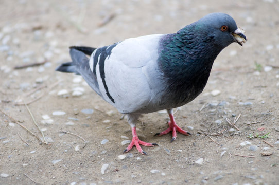 Pigeon eating piece of bread