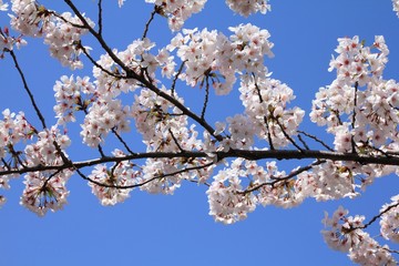 Cherry blossom in Tokyo