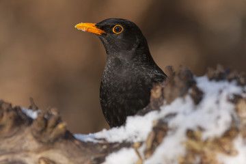 Blackbird ( Turdus merula ) between the leaves of the forest