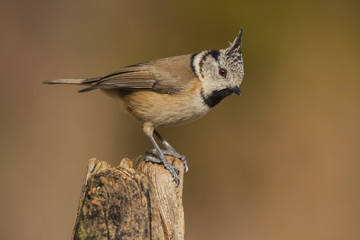 Cappuccino tit (Parus cristatus) perched on a branch