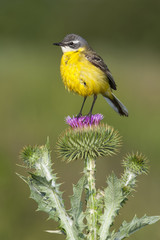 Motacilla flava, Yellow Wagtail, Blue-headed Wagtail, Europe
