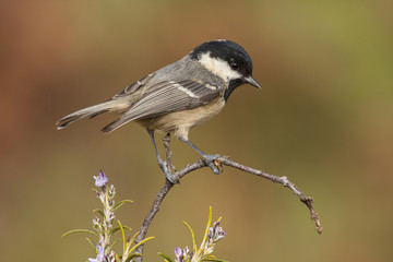 Fototapeta premium Coal tit (Parus ater) perched on a branch