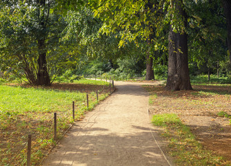 Fototapeta na wymiar Green trees in park, a morning view.