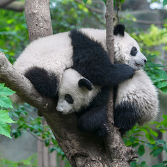 Obraz premium Dwie pandy przytulające się na drzewie