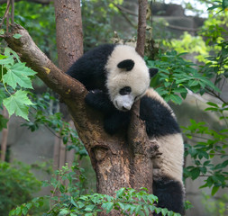 Obraz premium Panda bears playing in tree