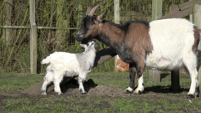 Ziege mit Zicklein  auf der Wiese